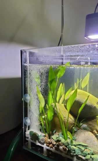 水生植物盆栽養魚|不想整理 一樣可以種花養魚懶人缸 水生根植物搭配養魚 魚菜共生